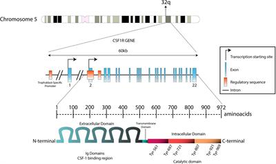 Colony Stimulating Factor 1 Receptor in Acute Myeloid Leukemia